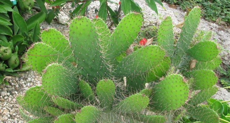 Consolea corallicola