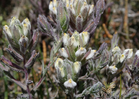 Cordylanthus maritimus ssp. maritimus