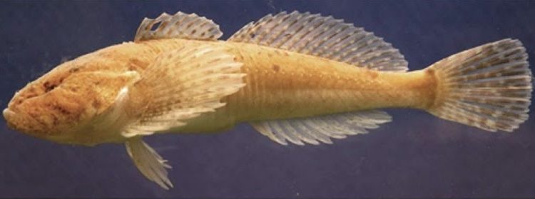 Cottus specus