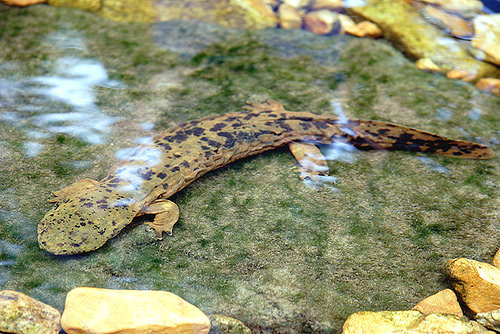 Cryptobranchus alleganiensis bishopi
