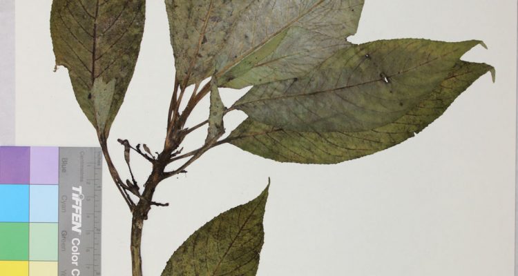 Cyanea copelandii ssp. haleakalaensis