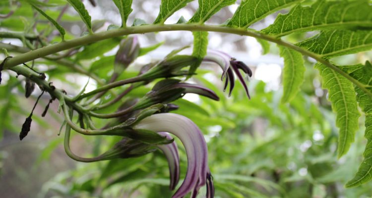 Cyanea grimesiana ssp. grimesiana