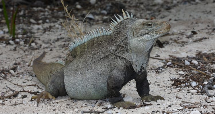 Cyclura carinata bartschi