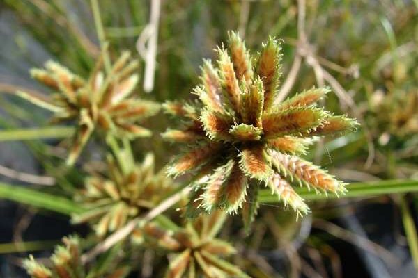 Cyperus pennatiformis