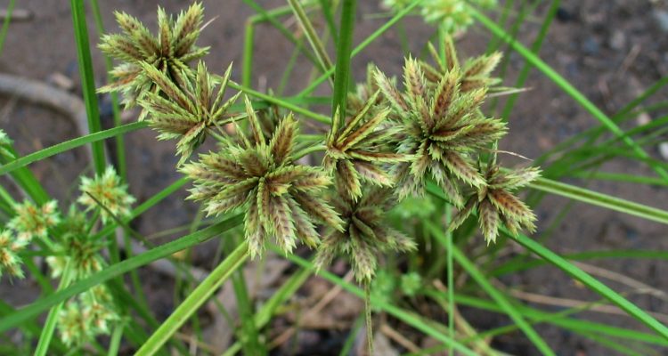 Cyperus trachysanthos