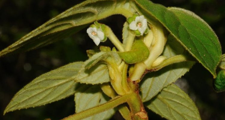 Cyrtandra tintinnabula