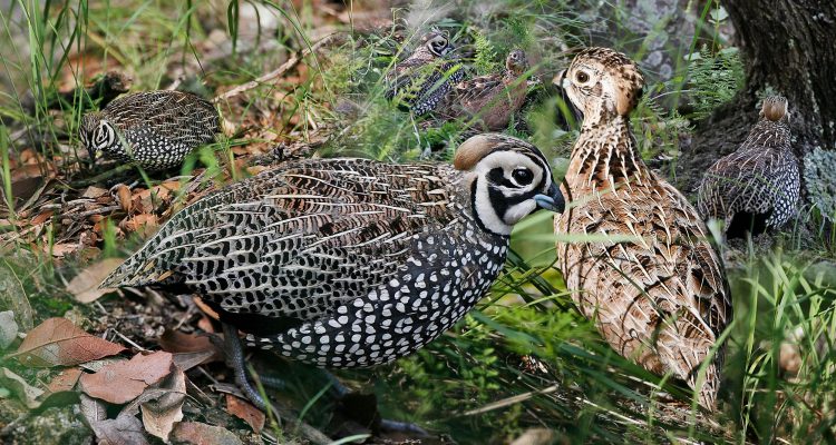 Cyrtonyx montezumae merriami