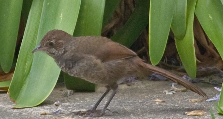 Dasyornis broadbenti littoralis