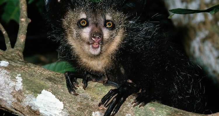 Daubentonia madagascariensis