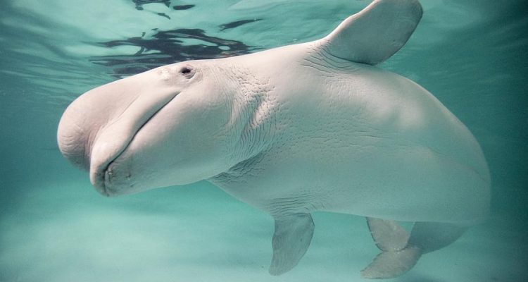 Delphinapterus leucas
