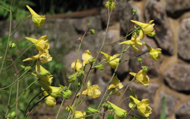 Delphinium luteum
