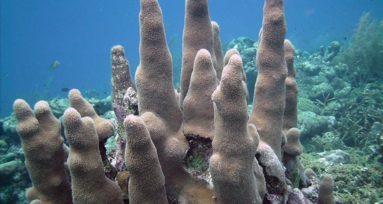 Dendrogyra cylindricus