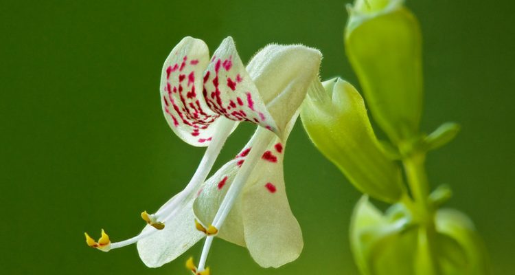 Dicerandra christmanii