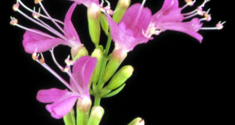 Dicerandra immaculata