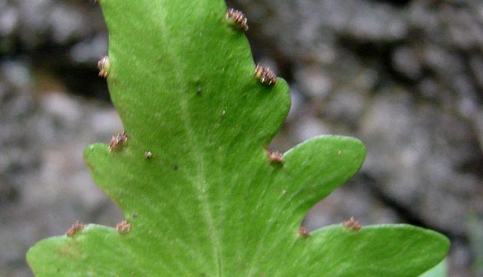 Diellia erecta