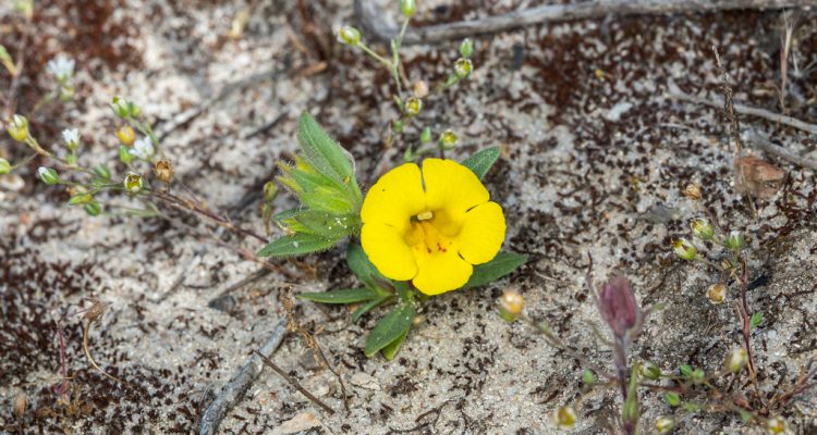 Diplacus vandenbergensis