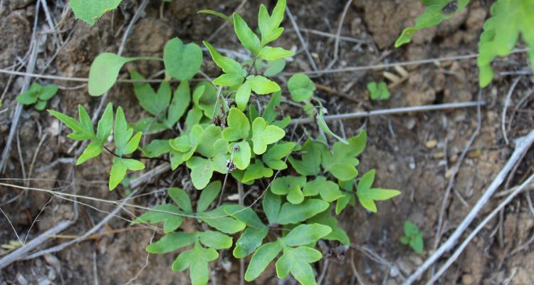 Doryopteris takeuchii