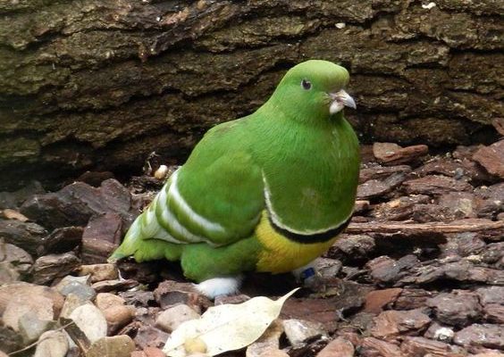 Drepanoptila holosericea