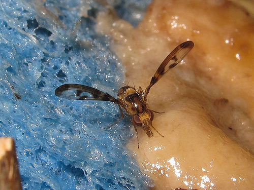 Drosophila substenoptera