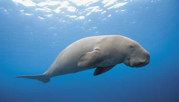 Dugong dugon