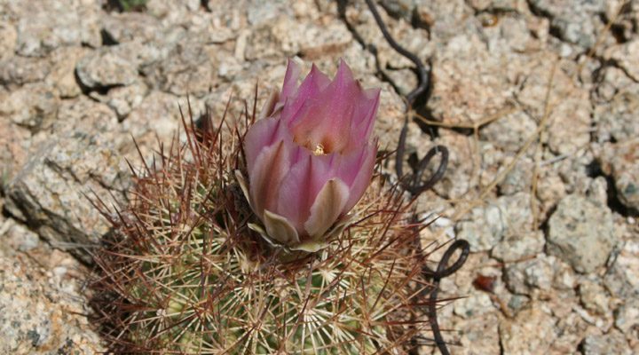 Echinomastus erectocentrus var. acunensis