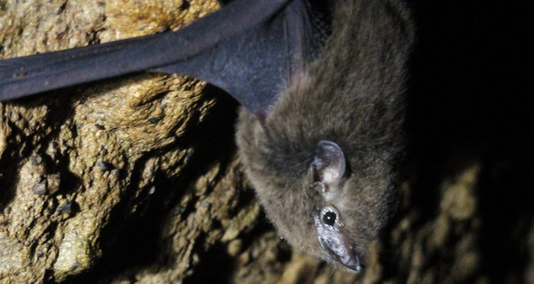 Emballonura semicaudata semicaudata