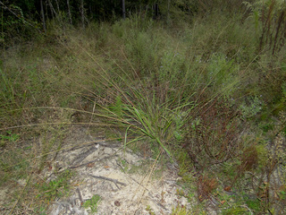 Eragrostis fosbergii
