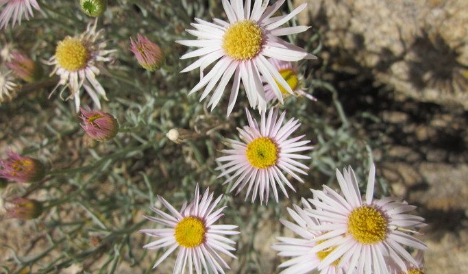 Erigeron parishii