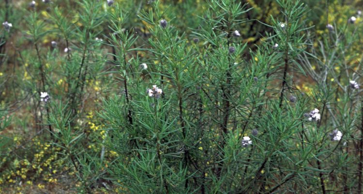 Eriodictyon capitatum