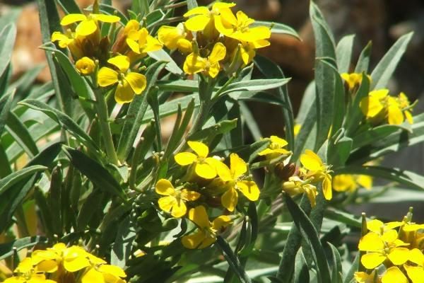 Erysimum menziesii