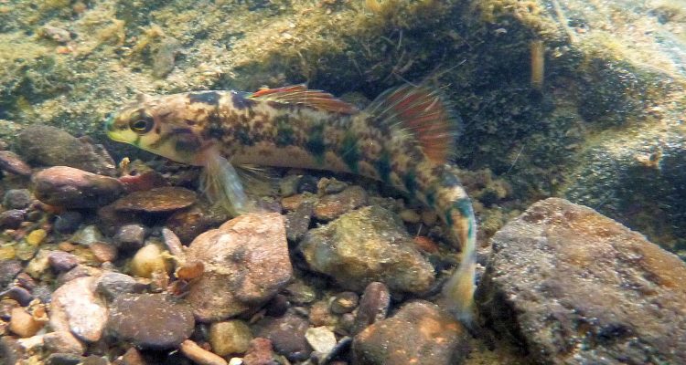 Etheostoma scotti