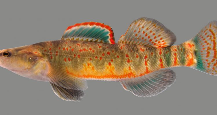 Etheostoma spilotum