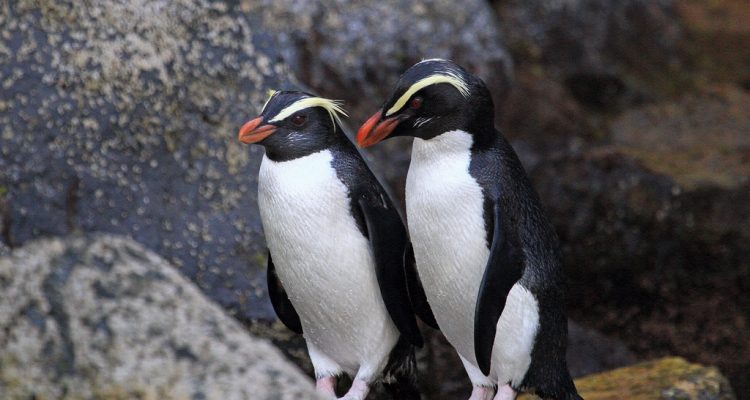 Eudyptes pachyrhynchus