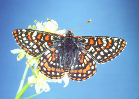 Euphydryas editha quino (=E. e. wrighti)