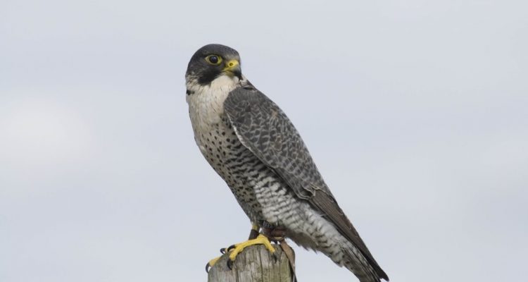 Falco peregrinus peregrinus