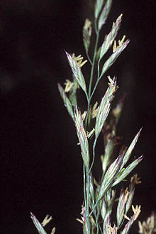 Festuca molokaiensis