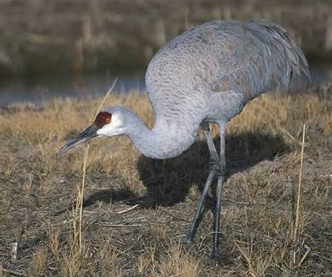 Grus canadensis nesiotes