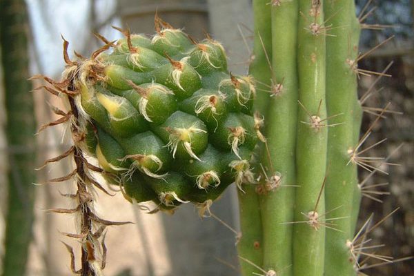 Harrisia (=Cereus) aboriginum (=gracilis)