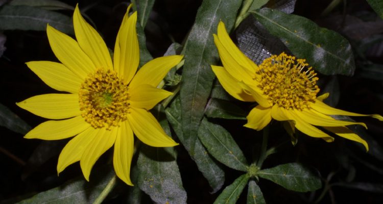 Helianthus verticillatus