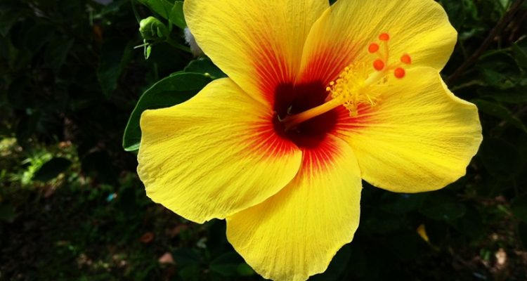 Hibiscus brackenridgei