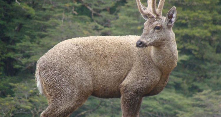 Hippocamelus bisulcus