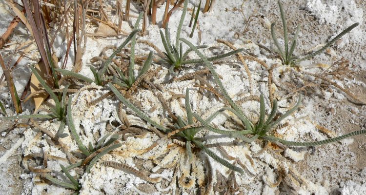 Ivesia kingii var. eremica