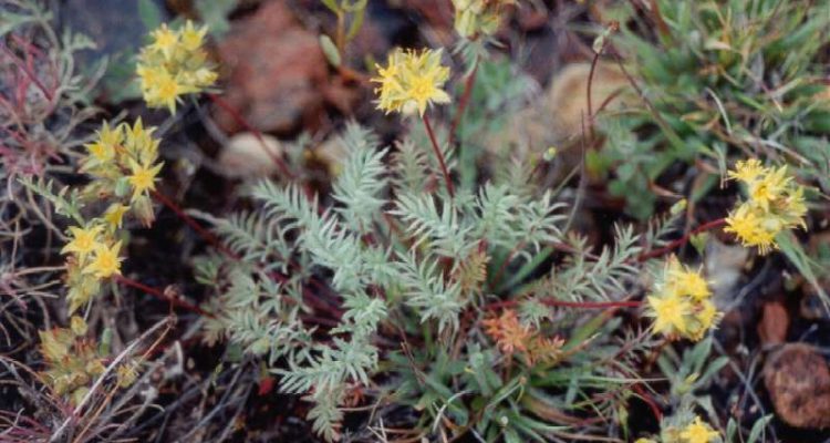 Ivesia webberi