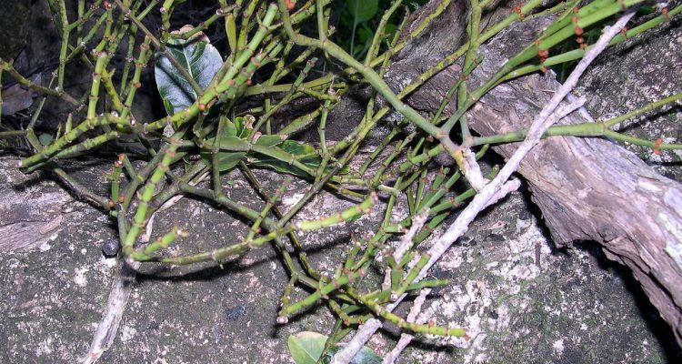 Korthalsella degeneri