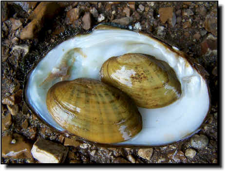 Lampsilis rafinesqueana