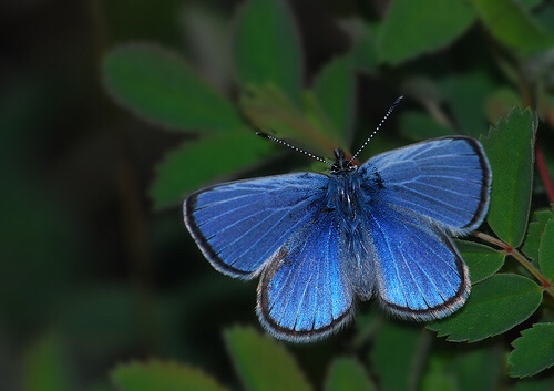 Lycaeides argyrognomon lotis