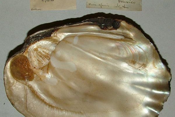 Megalonaias nicklineana