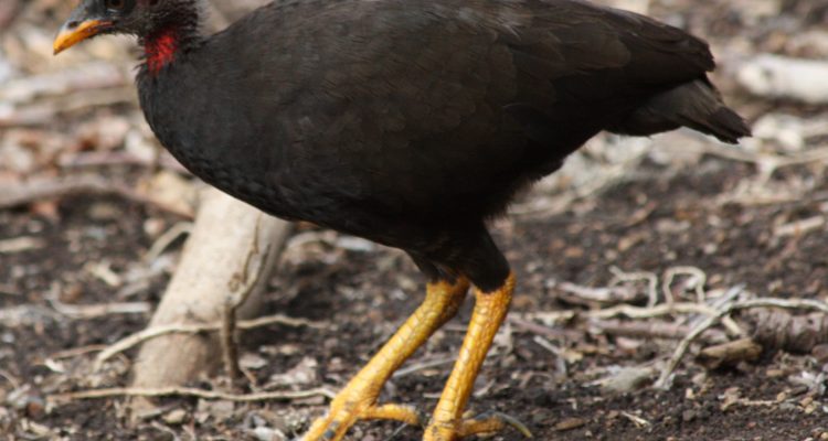 Megapodius laperouse