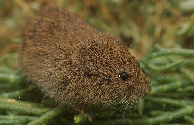 Microtus californicus scirpensis