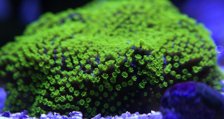 Montipora australiensis
